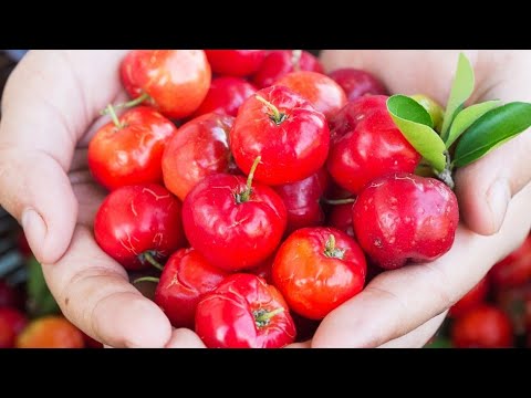 Acerola / Cherry. Interesting facts.