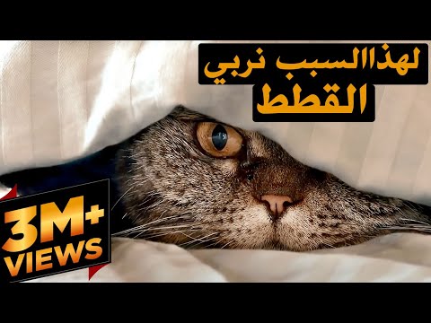 , title : 'لماذا كان سيدنا محمد ﷺ يحب القطط؟ لماذا علينا تربيتها، ما السر المخبئ بها؟ سبحان الله'