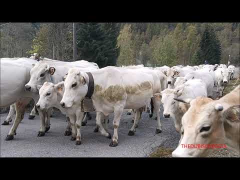 ARRIVA LA TRANSUMANZA, FIERA DI S. MARTINO A CASTELDELFINO (CN) VALLE VARAITA. DOM. 18 - 10 - 2020.