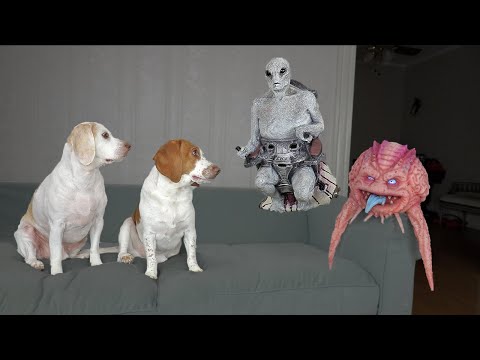 Dogs vs Aliens Invasion Prank! Funny Dogs Maymo & Potpie Steal Alien UFO