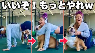 【世界のペット ハプニング】美しい飼い主達とペット達の面白映像まとめ（イヌ・ネコ・うさぎ・ハムスターなど）| Funny Dog & Cat  Compilation
