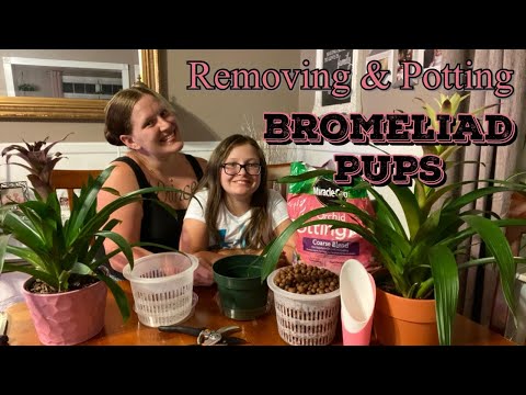 image-How do I know which bromeliad I have?