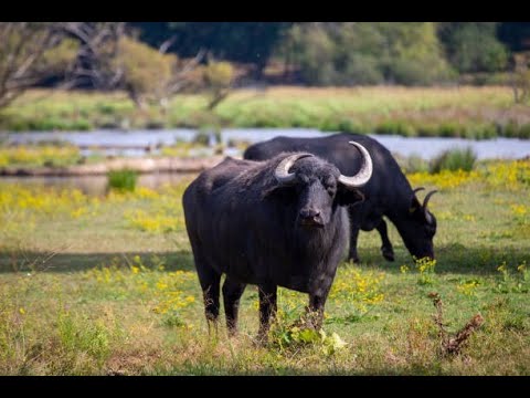 "The Return of Water Buffalo: Rewilding Europe's Ecosystems"