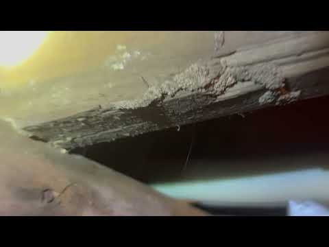 Termites Found in the Crawl Space in Long...