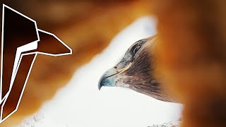 Eagle Stole our FPV Drone