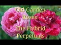 Old Garden Roses: The Hybrid Perpetuals