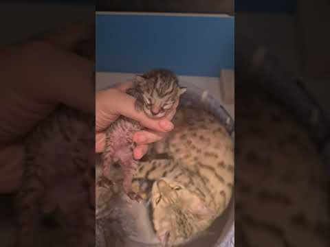 1 day old kitten hisses at me