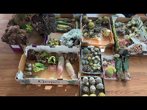 3/22: Yinchun, aeomium huge crested, fish skin, lophophora,Astro crested, lactea var, Medusa, gymno