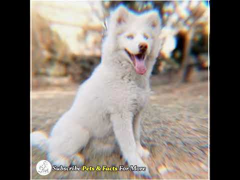 White Husky Collection |  viral videos on YouTube | #Husky #dogs #Puppies