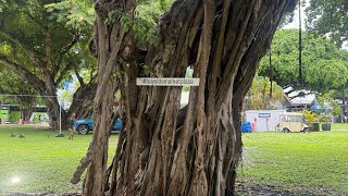 Carnival sunrise vlog