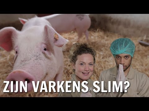 , title : 'Zijn varkens slim? | De Buitendienst over het slimste dier'