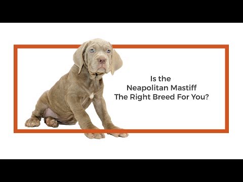 Neapolitan Mastiff