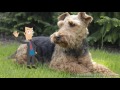 Welsh Terrier - Razas de perros - Terrier Galés - Welshie