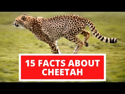 15 Interesting Facts About Cheetah