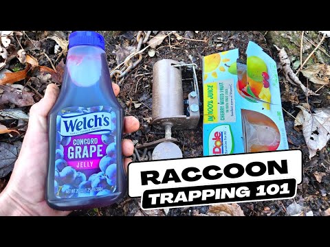 How To Catch Raccoons Quickly With Foot Hold Dog Proof Traps