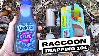 How To Catch Raccoons Quickly With Foot Hold Dog Proof Traps