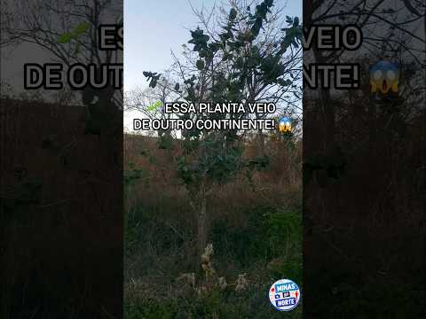 QUE PLANTA É ESSA? #nortedeminas #januária #minasgerais #calotropisprocera #curiosidades