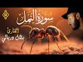 Sourate An Naml Cheikh Bilal Darbali Récitation Relaxante