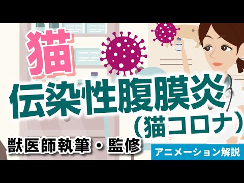 猫伝染性腹膜炎 (FIP) - 症状と治療