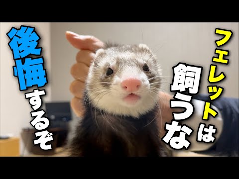 フェレットとは誰ですか フェレットとは誰ですか