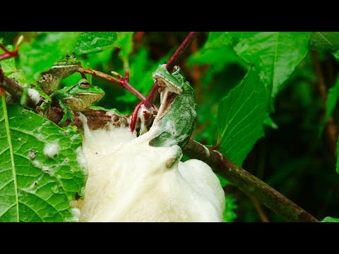 Frog Mating Foam Party | 4K UHD | Japan: Earth's Enchanted Islands | BBC Earth
