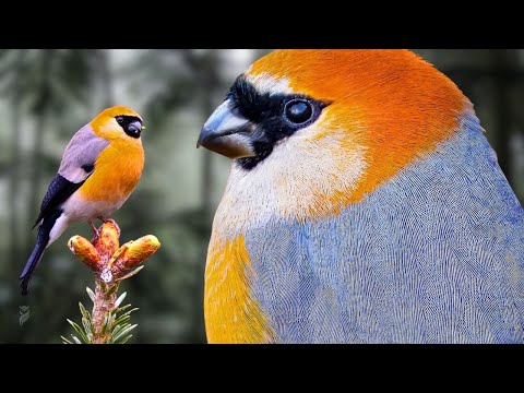 Hýľ červenohlavý (Pyrrhula erythrocephala) — video o speve a chove