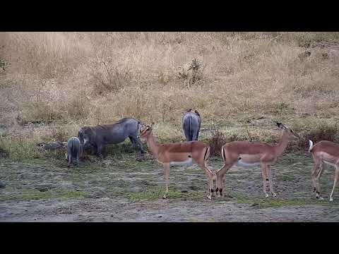 Djuma: Warthogs and Impalas - 12:15 - 07/25/20