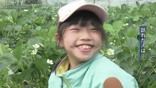 神戸市北区 イチゴ狩りのシーズン始まる