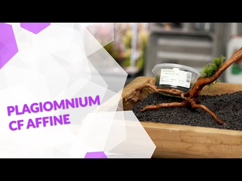 Plagiomnium cf. affine, das schöne Perlenmoos für dein Aquarium oder Aquascape