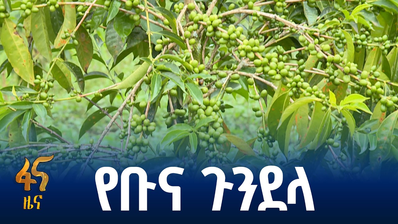 ጉንደላ- የቡና ምርታማነት ላይ ውጤት እያሳየ ነው