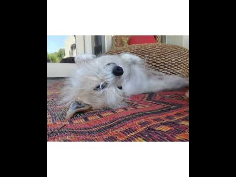 Crystal the Pet Nanny. LLC video.
