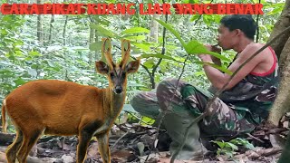 Download lagu Cara Memanggil Atau Memikat Kijang Liar @ mp3 Download lagu Cara Memanggil Atau Memikat Kijang Liar @ mp3