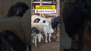 Download lagu Paket Breeding Dorper Fullblood dengan Betina f1, murah mp3 Download lagu Paket Breeding Dorper Fullblood dengan Betina f1, murah mp3