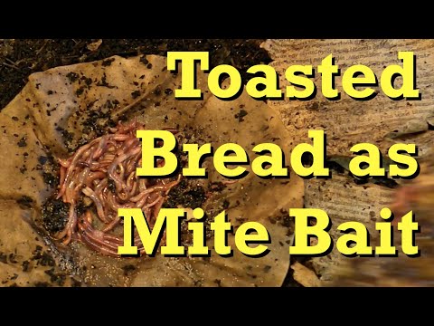 A twist (actually a toast) on the bread mite bait - worm farm vermicomposting