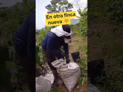 5 HORAS COGIENDO CAFÉ en Acevedo, Huila empecé a las 6 am