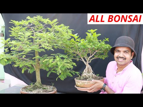 My small bonsai garden tour