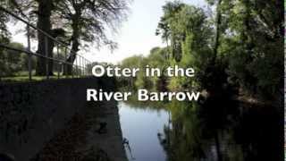 preview picture of video 'Otter in River Barrow, Ireland'