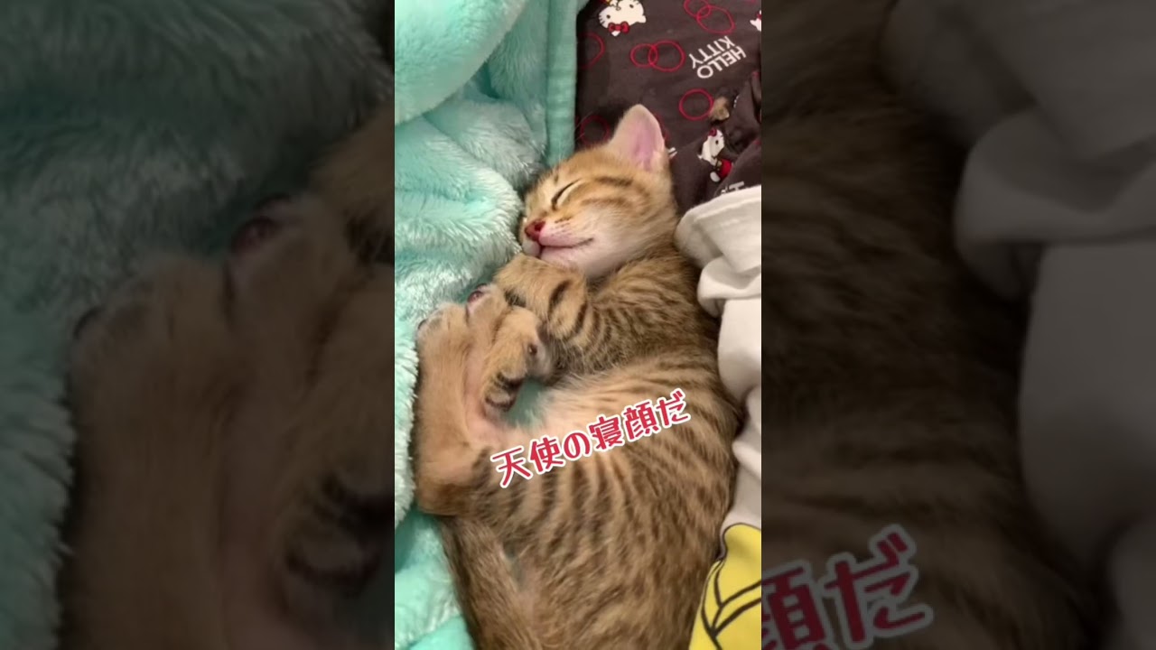 ヤンチャ子猫シリーズ