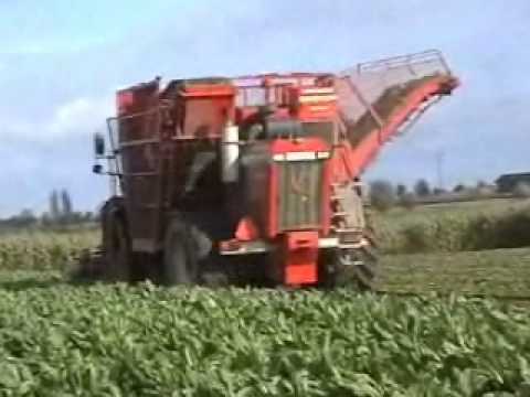 Watteyne: Bieten rooien.