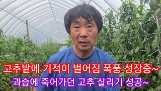 과습에 죽어가던 고추에 기적이 벌어짐~ 또다시 폭풍성장~고추재배방법 솔림농원 텃밭,전원일기 귀농귀촌 주말농장