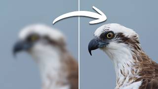 Blurry Bird Photos? Here's Exactly Why It Keeps Happening