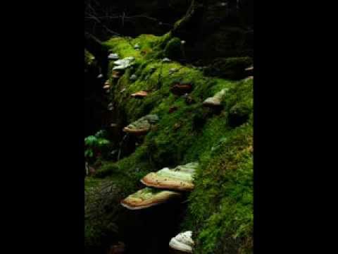 Jaapan   el trapo.    prod.  G. R .U   intrumental muz.  Essex !!