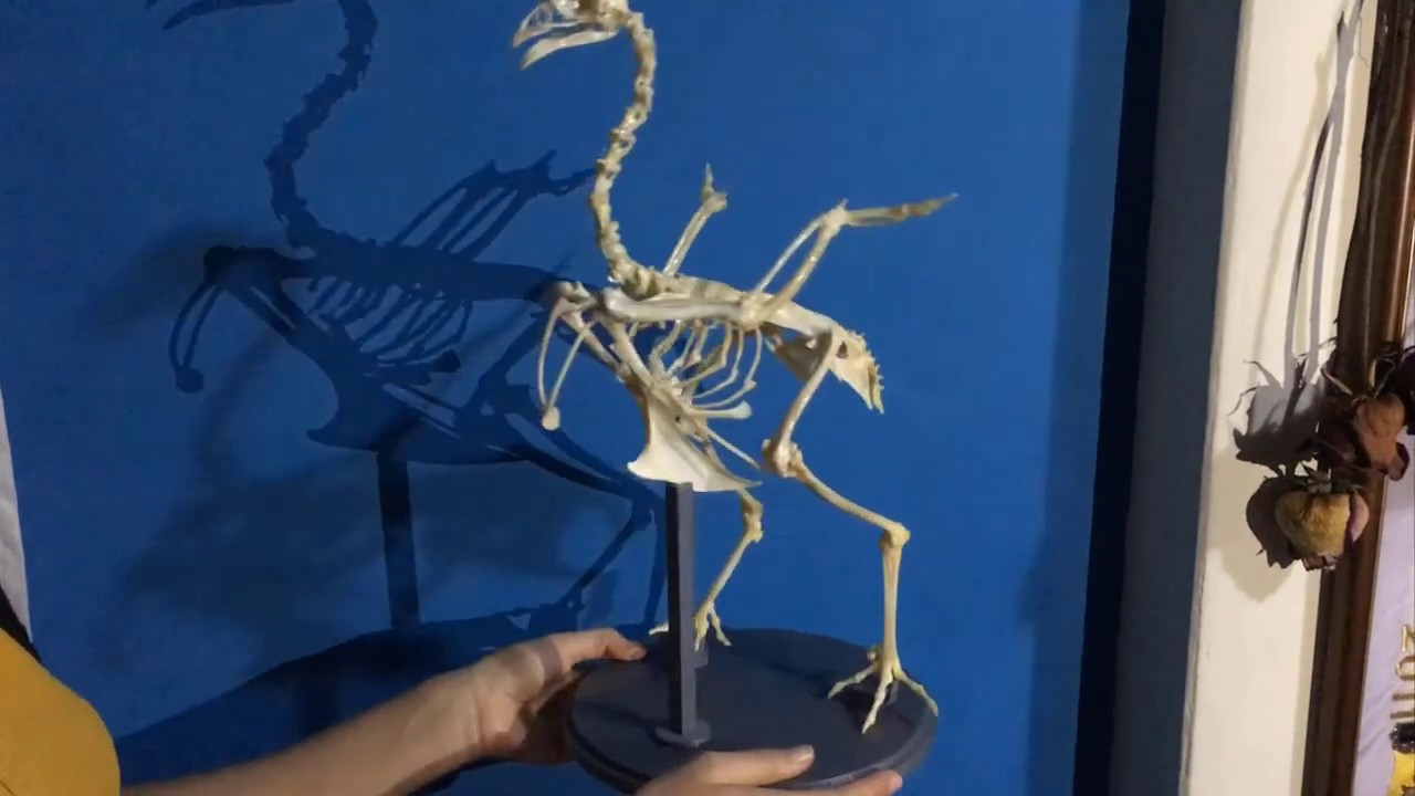 Elaboración de un esqueleto de GALLINA. (paso a paso) Flores Alexandra Melissa