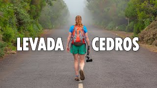 PR14 Levada Dos Cedros Walk - perfect accompaniment to a Fanal Forest visit