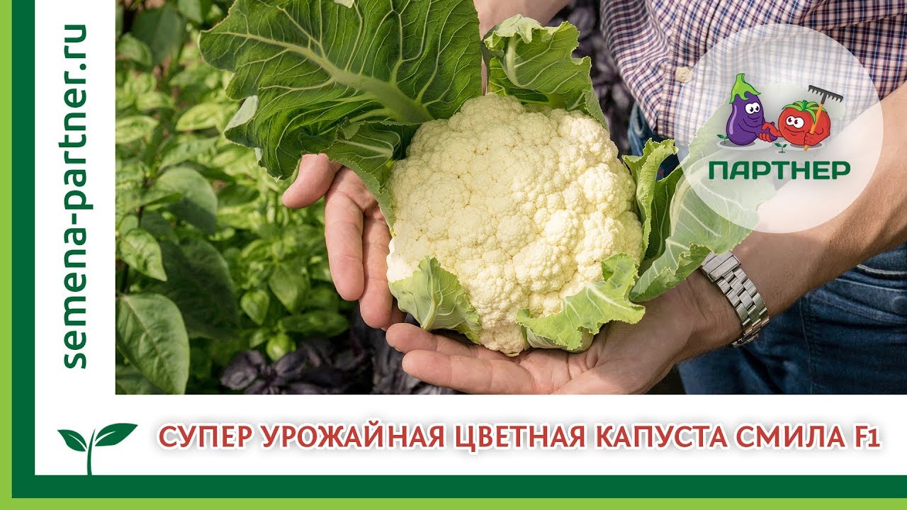 CУПЕР УРОЖАЙНАЯ ЦВЕТНАЯ КАПУСТА СМИЛЛА F1