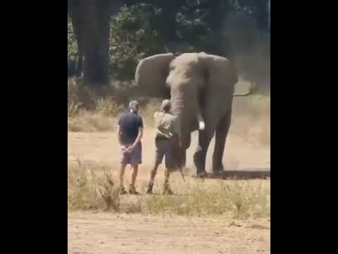 ATAQUE DO GIGANTE ELEFANTE/SELVA AFRICANA  #shorts