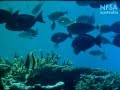 Documentary Nature - Great Barrier Reef