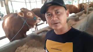 Download lagu Sapi monster kota blitar mp3 Download lagu Sapi monster kota blitar mp3