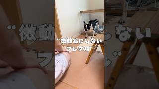 微動だにしないフレブル🐶