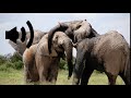 Elephant Trumpeting Sound Effect